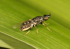 Nemotelus pantherinus