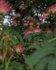 Albizia julibrissin julibrissin