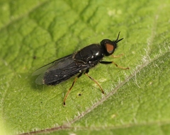 Odontomyia tigrina