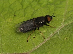 Odontomyia tigrina