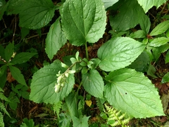 Rugelia nudicaulis