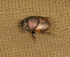Palaeonthophagus