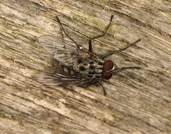 Phaonia trimaculata