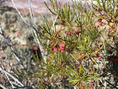 Dodonaea lobulata