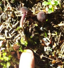Laccaria violaceonigra