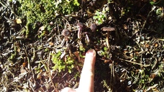 Laccaria violaceonigra