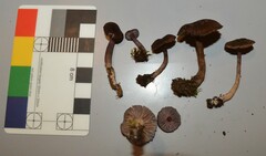 Laccaria violaceonigra