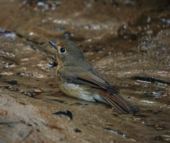 Cyornis whitei