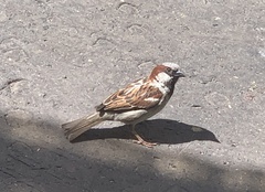 Passer domesticus