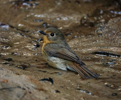 Cyornis whitei