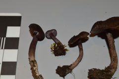 Laccaria violaceonigra