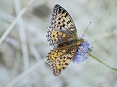 Argynnis niobe
