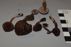 Laccaria violaceonigra