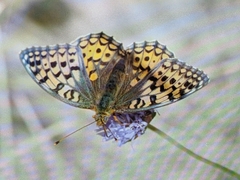 Argynnis niobe