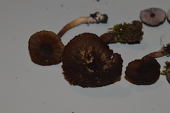 Laccaria violaceonigra