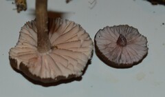 Laccaria violaceonigra