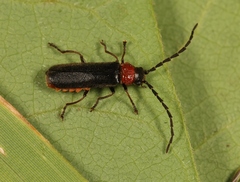 Silis ruficollis