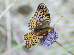 Argynnis niobe