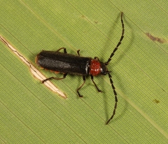 Silis ruficollis