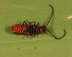 Silis ruficollis