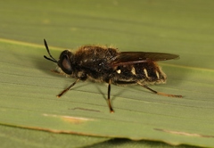 Stratiomys singularior