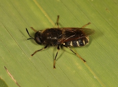 Stratiomys singularior