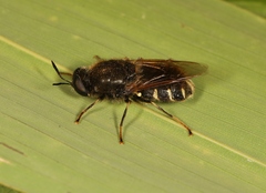 Stratiomys singularior