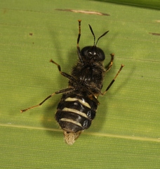 Stratiomys singularior