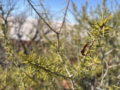 Acacia colletioides