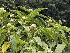 Hydrangea longifolia