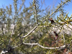 Acacia colletioides
