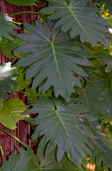 Philodendron lacerum