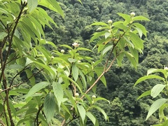 Hydrangea longifolia
