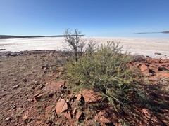Acacia colletioides
