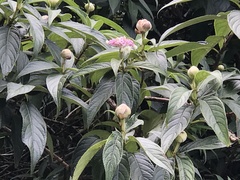Hydrangea longifolia