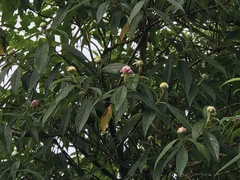 Hydrangea longifolia