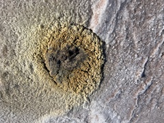 Archaea