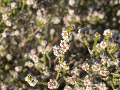Micromyrtus