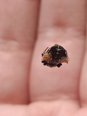 Gasteracantha mediofusca