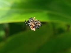 Gasteracantha mediofusca