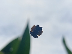 Gasteracantha mediofusca