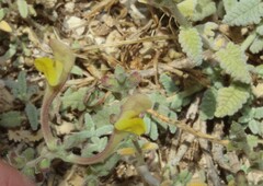 Scutellaria tomentosa