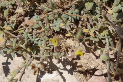 Scutellaria tomentosa