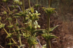 Sideritis pullulans
