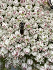 Hylaeus leptocephalus
