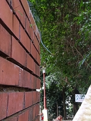 Dendrelaphis cyanochloris