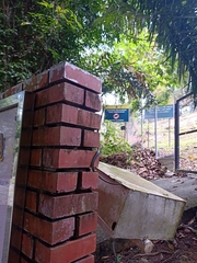 Dendrelaphis cyanochloris