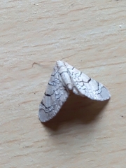 Eupithecia venosata
