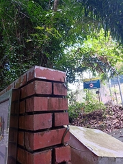 Dendrelaphis cyanochloris