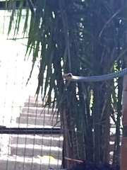 Dendrelaphis cyanochloris